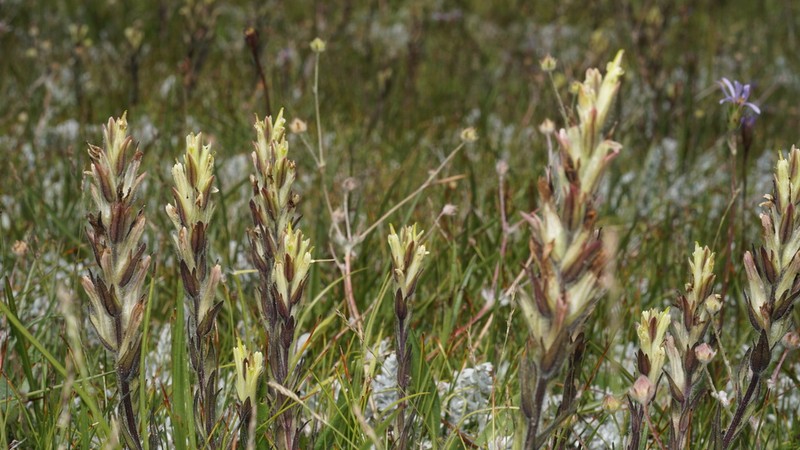 Castilleja collegiorum photo 3