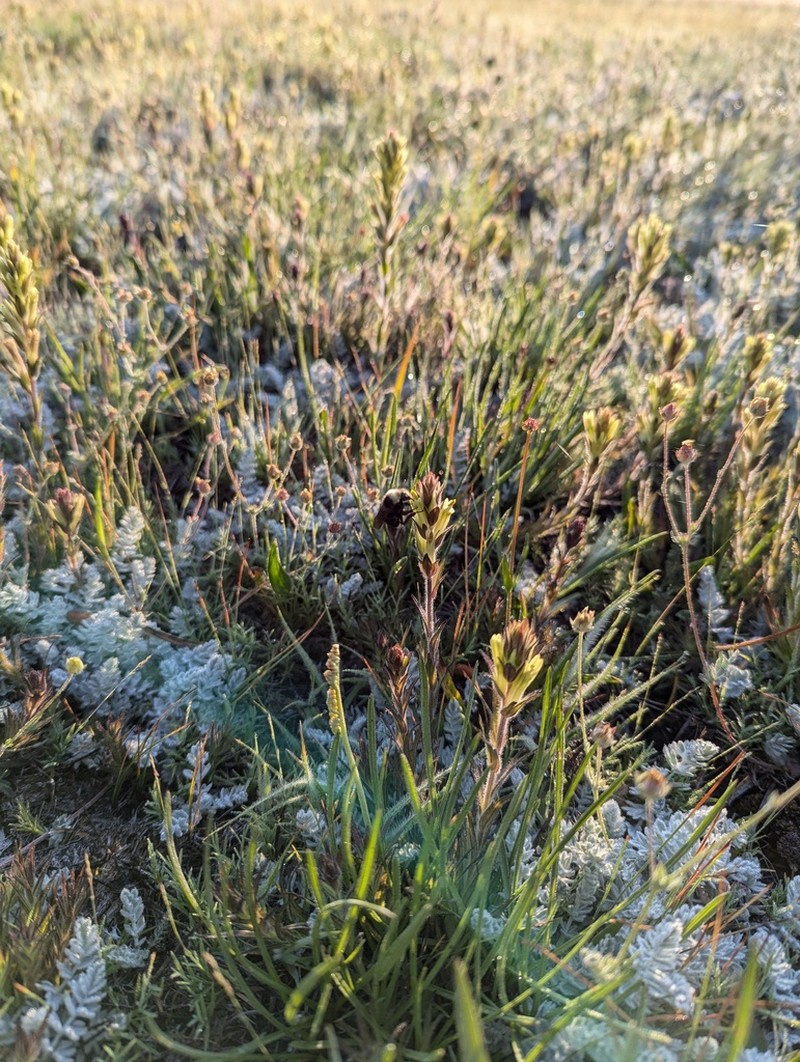 Castilleja collegiorum photo 6