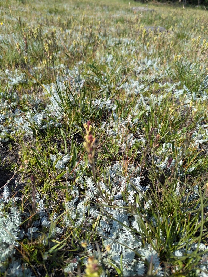 Castilleja collegiorum photo 7