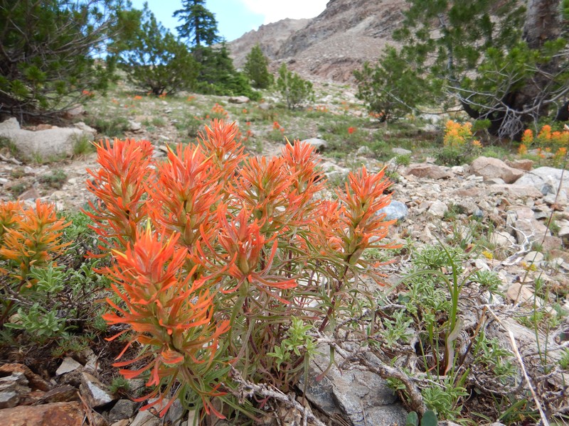 Coville'S Indian Paintbrush