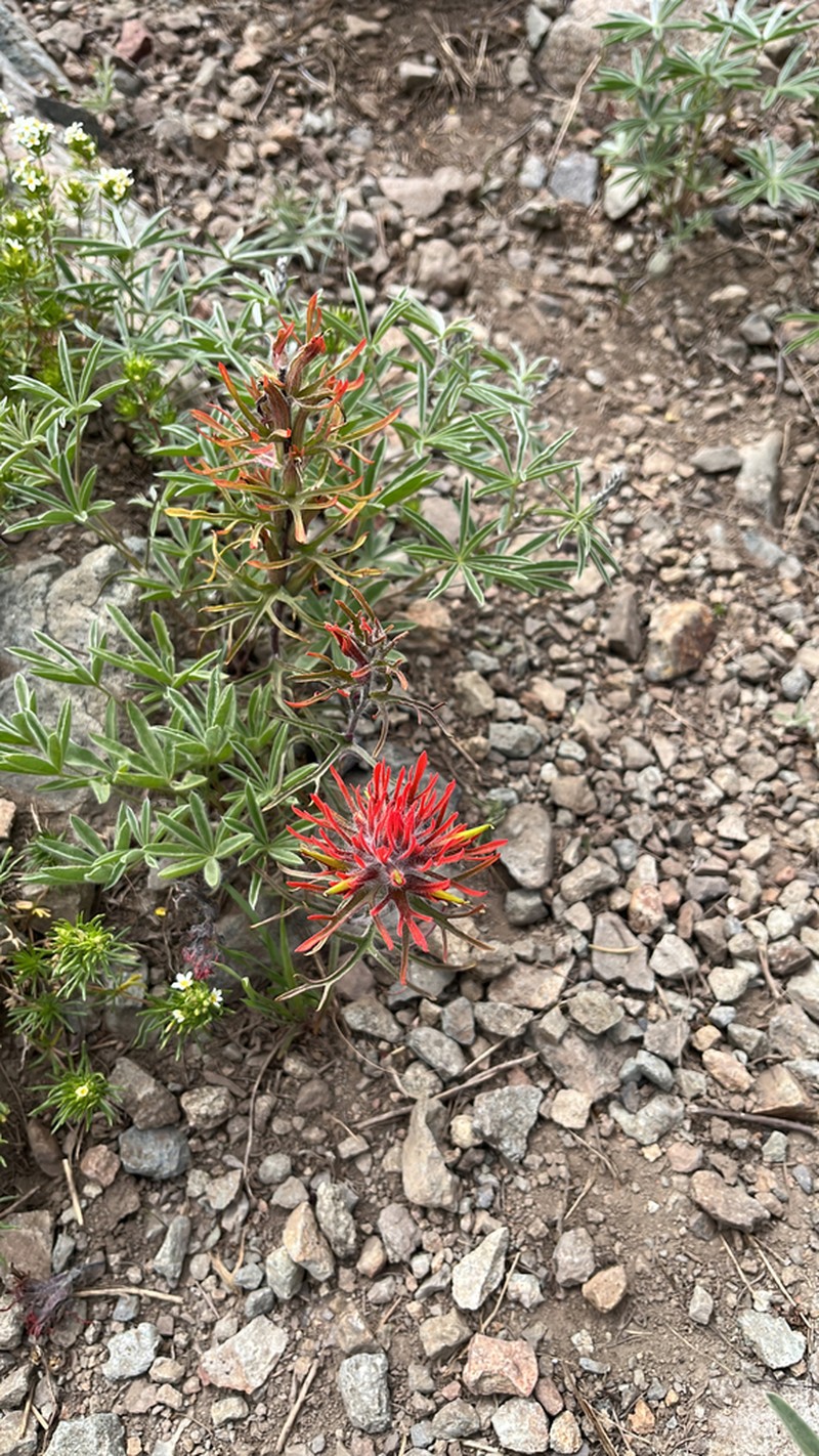 Coville'S Indian Paintbrush