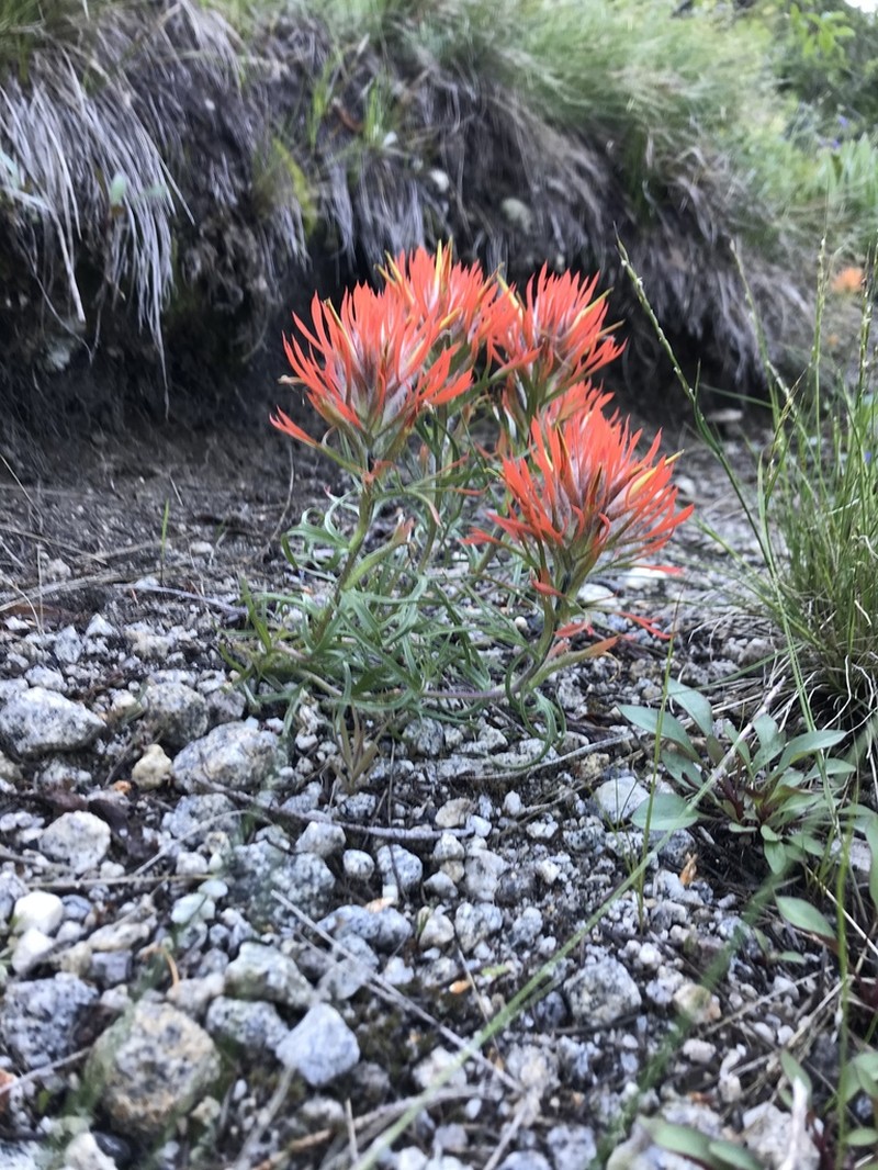 Coville'S Indian Paintbrush photo 2