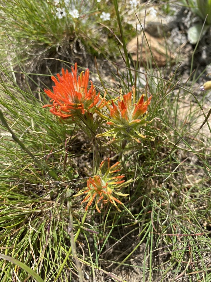 Coville'S Indian Paintbrush photo 3