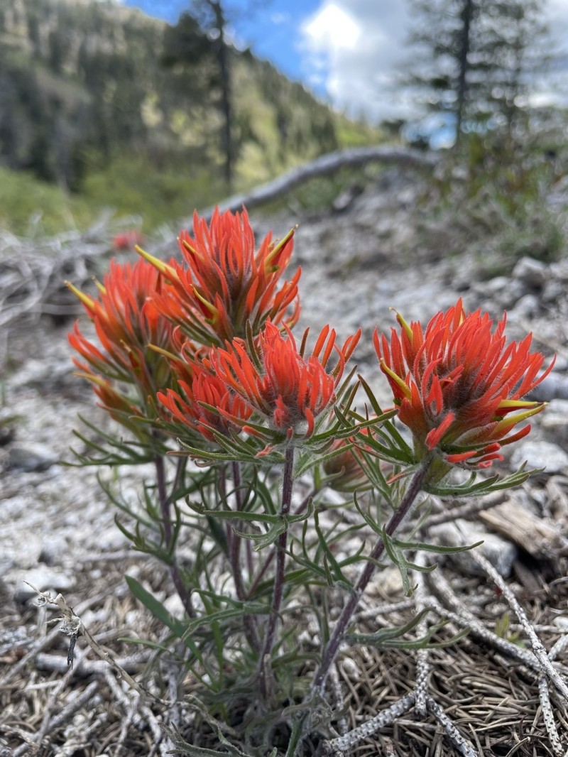 Coville'S Indian Paintbrush photo 4