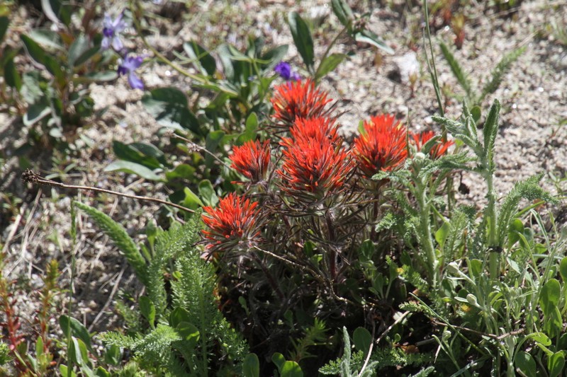 Coville'S Indian Paintbrush photo 5