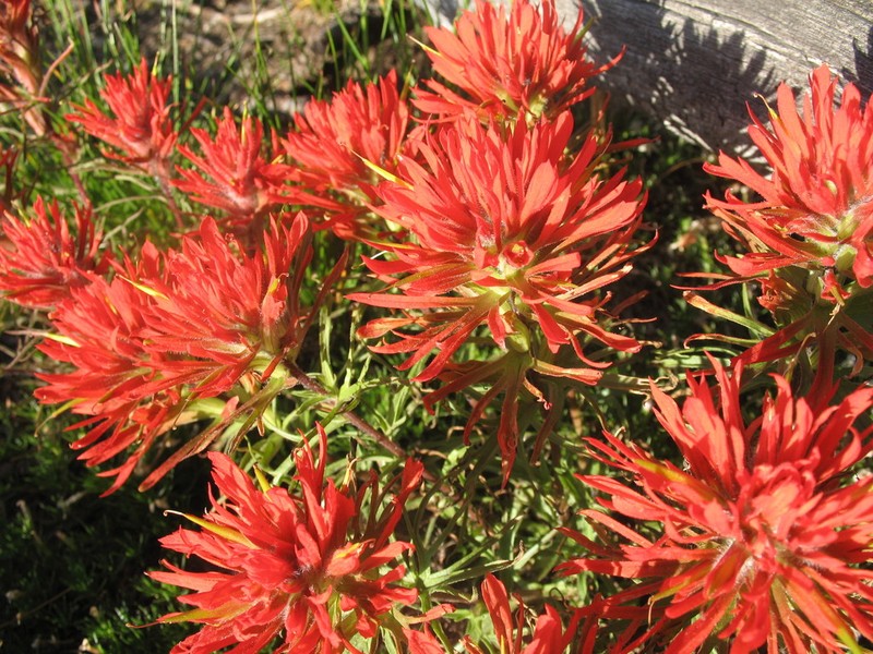 Coville'S Indian Paintbrush photo 6