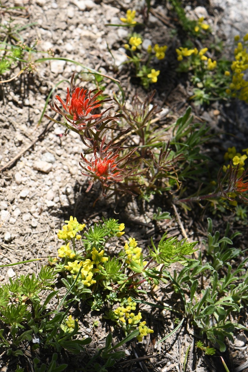 Coville'S Indian Paintbrush photo 7