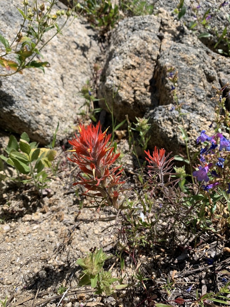 Coville'S Indian Paintbrush photo 8