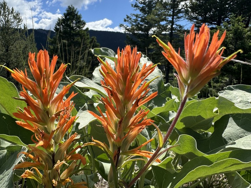 Mountainside Indian Paintbrush