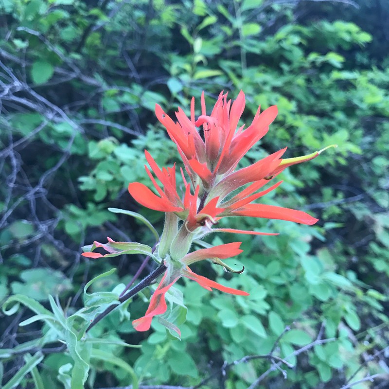 Mountainside Indian Paintbrush photo 2