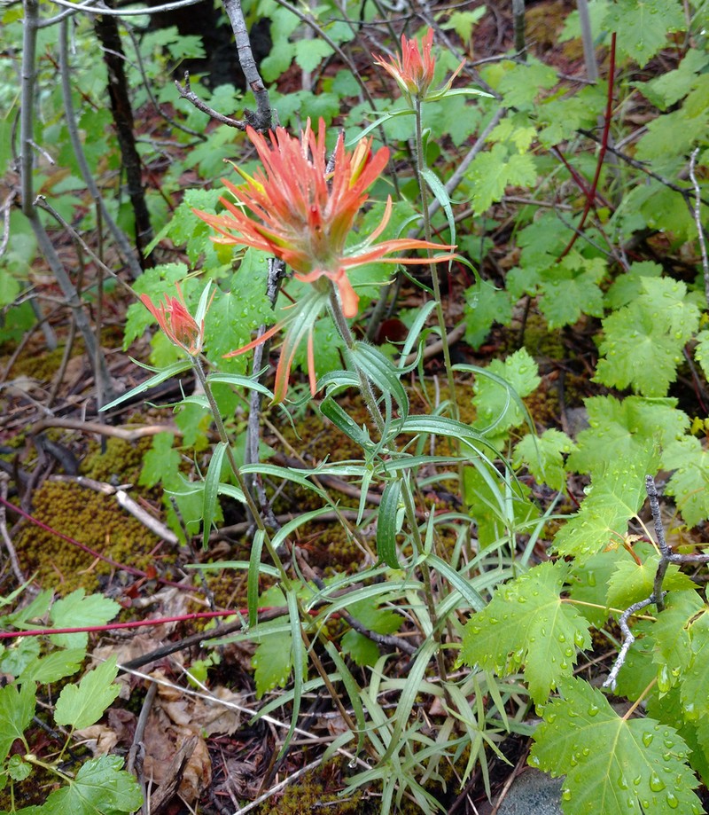Mountainside Indian Paintbrush photo 3