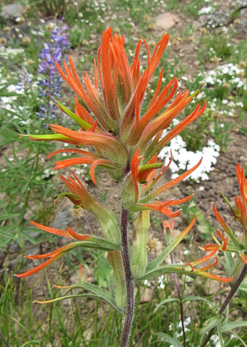 Mountainside Indian Paintbrush photo 4