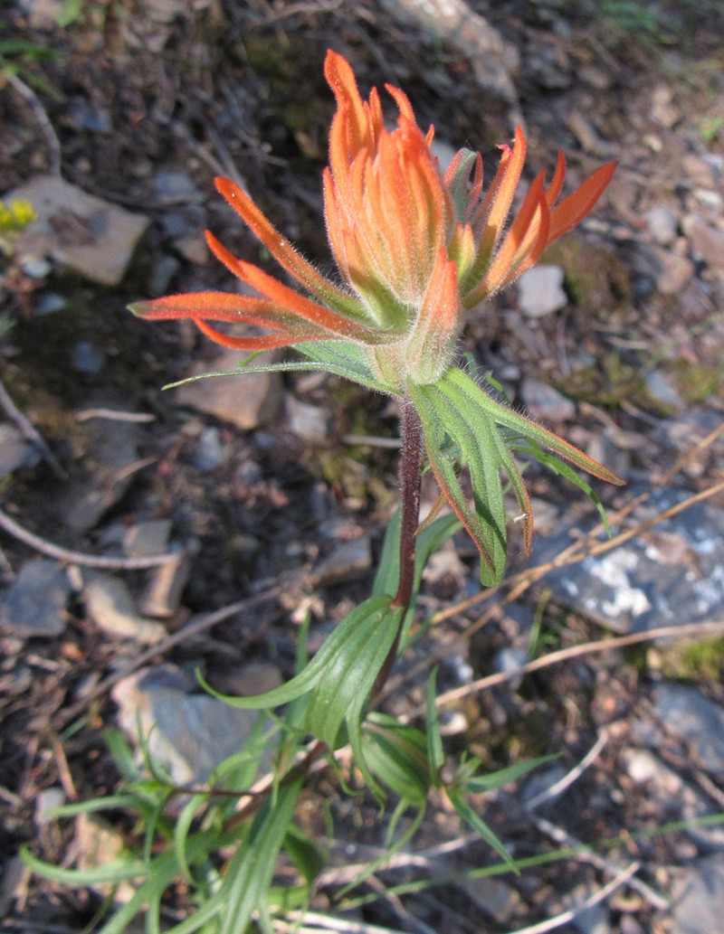 Mountainside Indian Paintbrush photo 5