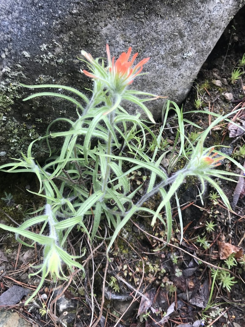 Mountainside Indian Paintbrush photo 6