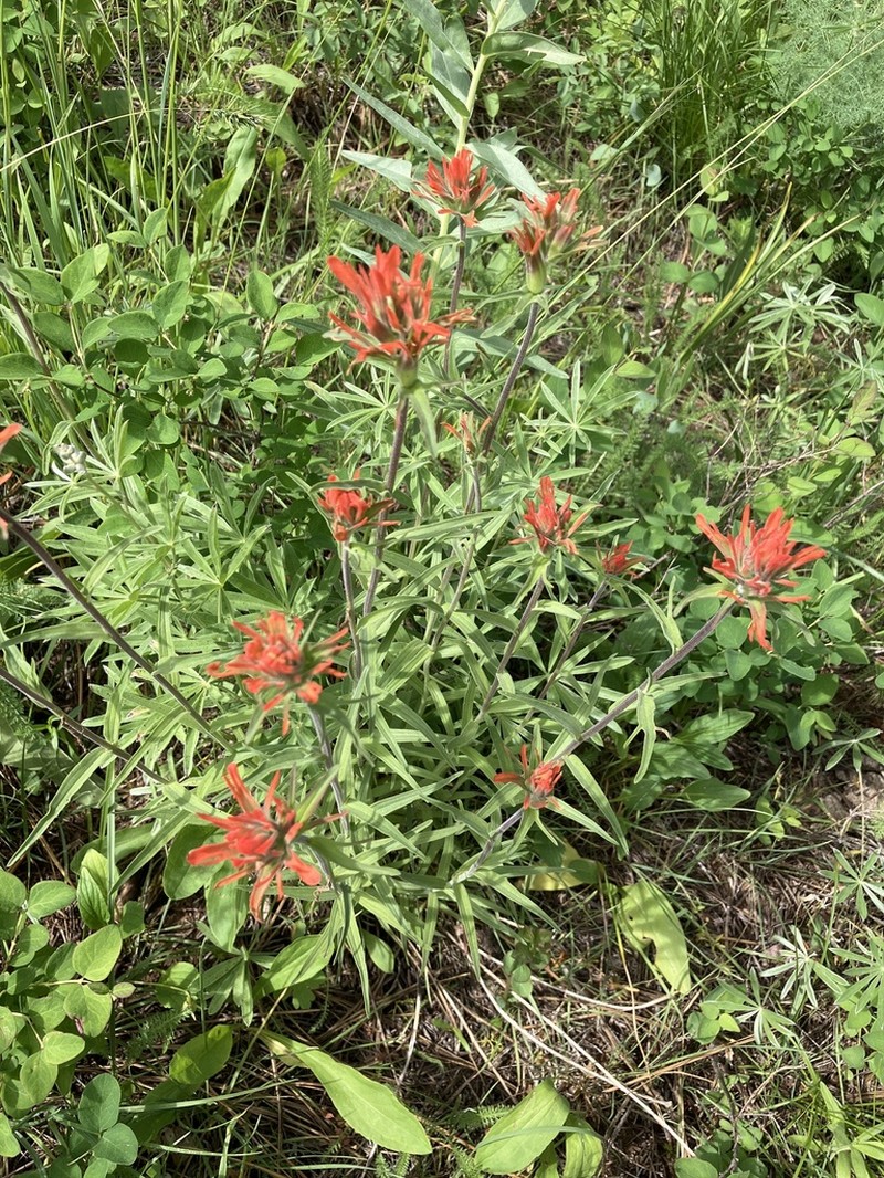 Mountainside Indian Paintbrush photo 7