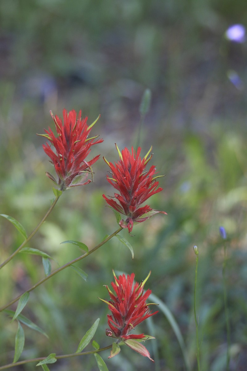 Mountainside Indian Paintbrush photo 8