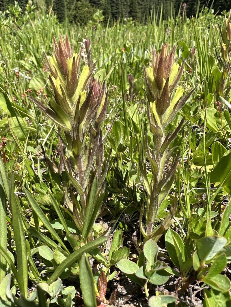 Obscure Indian Paintbrush