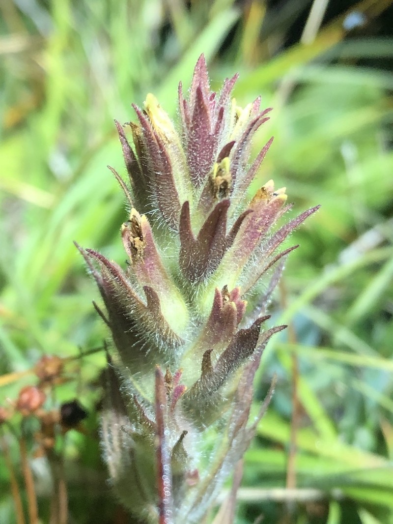 Obscure Indian Paintbrush photo 2