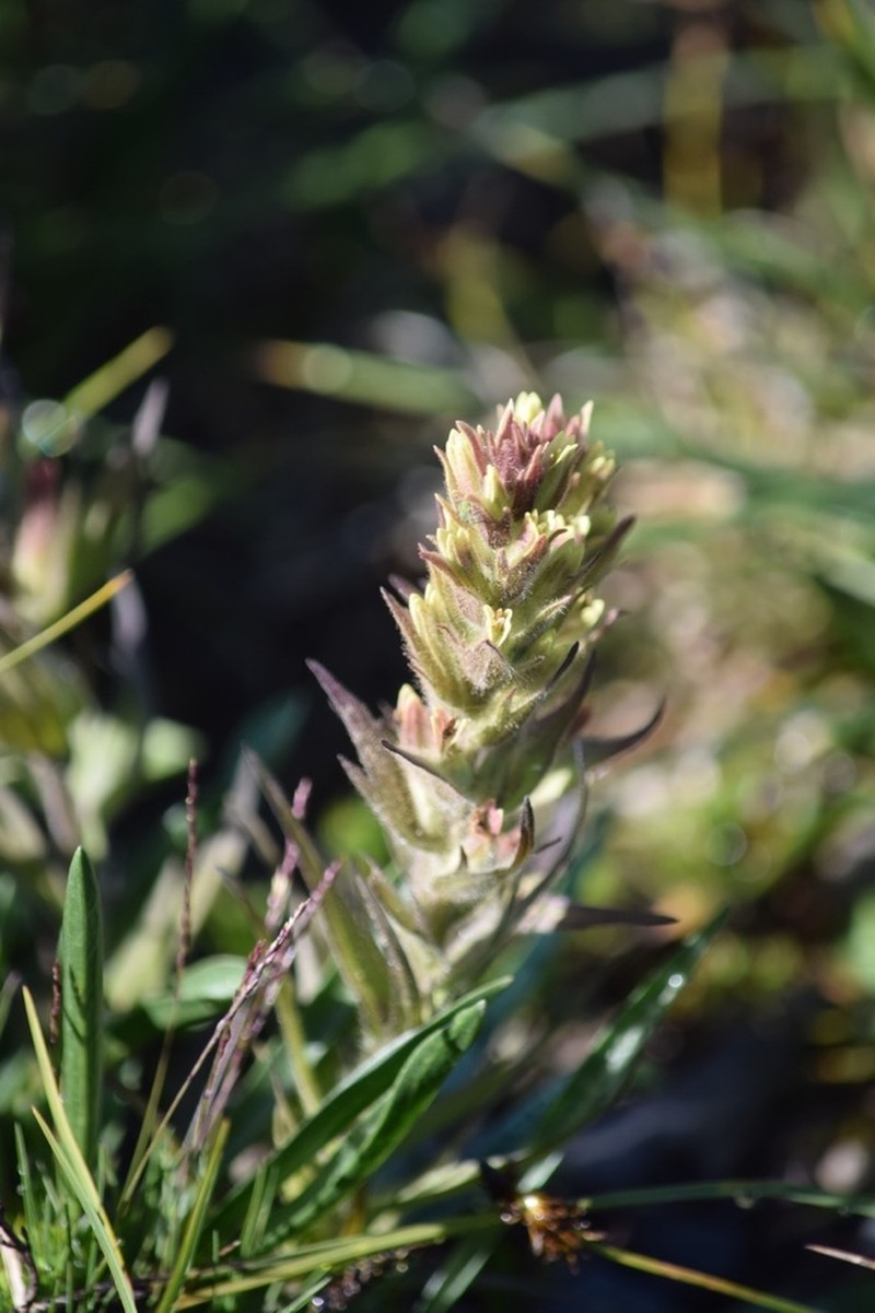 Obscure Indian Paintbrush photo 3