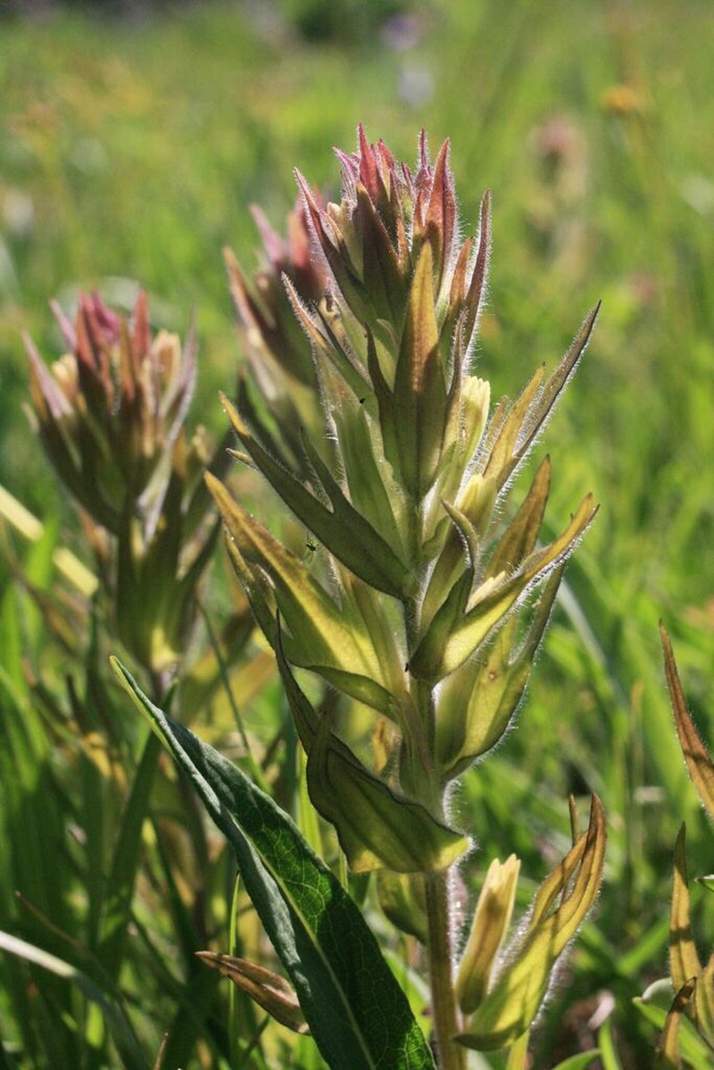 Obscure Indian Paintbrush photo 4