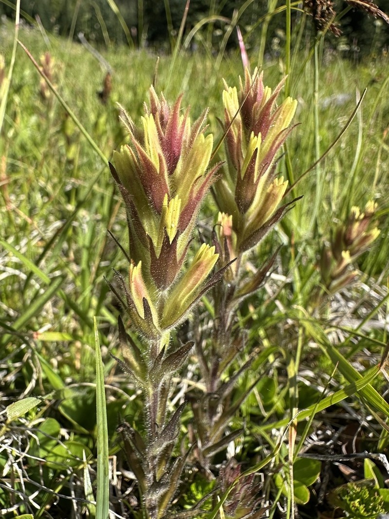 Obscure Indian Paintbrush photo 5