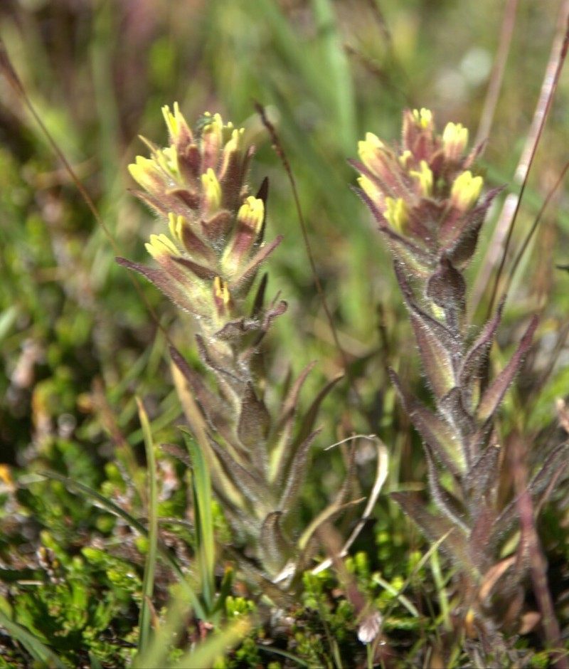 Obscure Indian Paintbrush photo 6