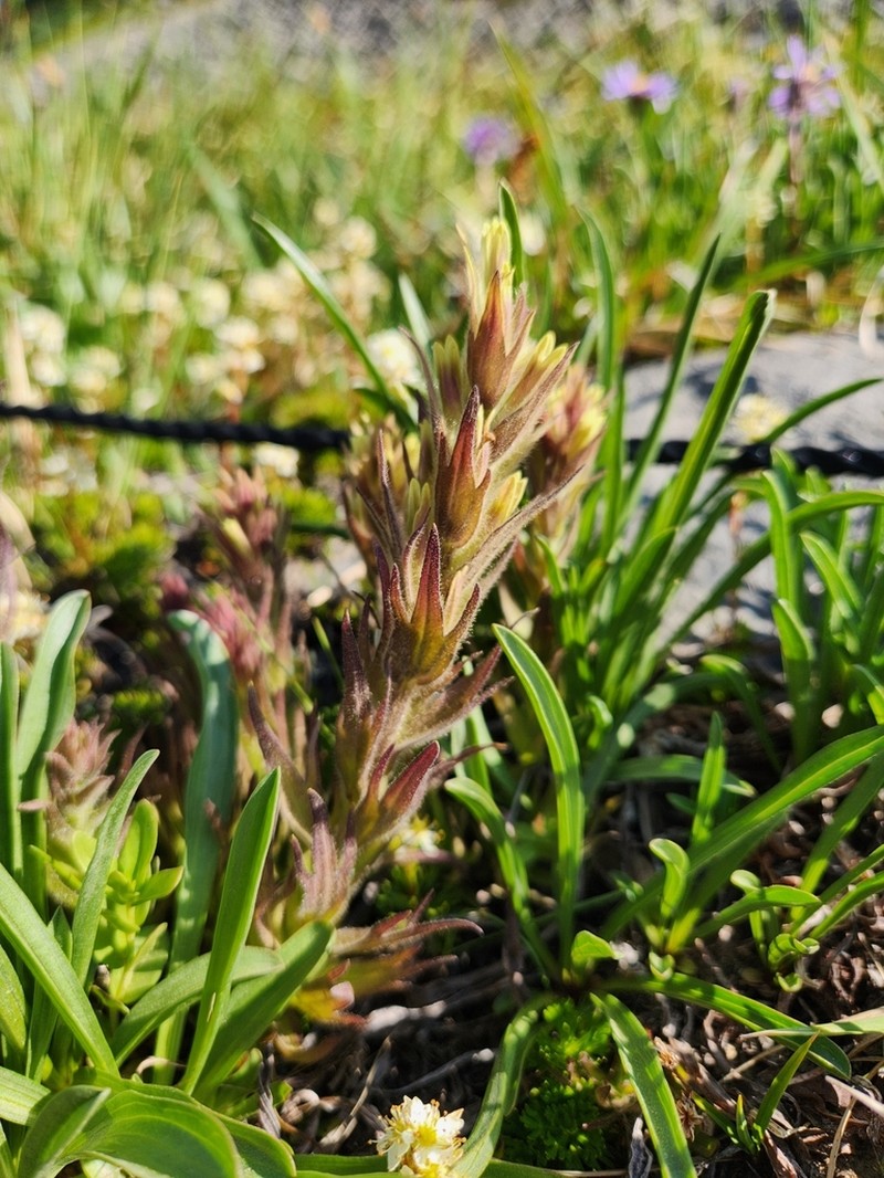 Obscure Indian Paintbrush photo 7