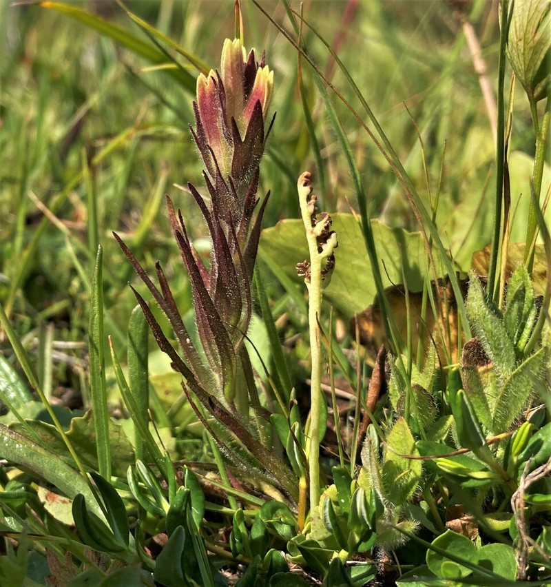Obscure Indian Paintbrush photo 8