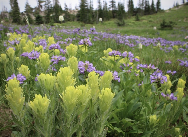 Cusick's Indian Paintbrush