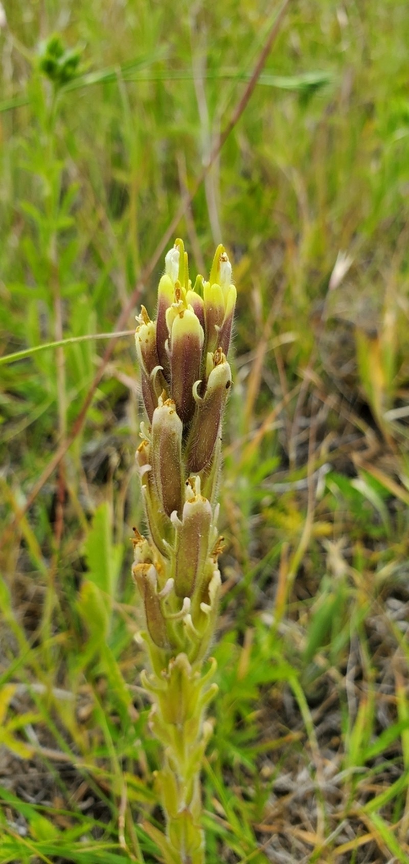 Cusick's Indian Paintbrush photo 2