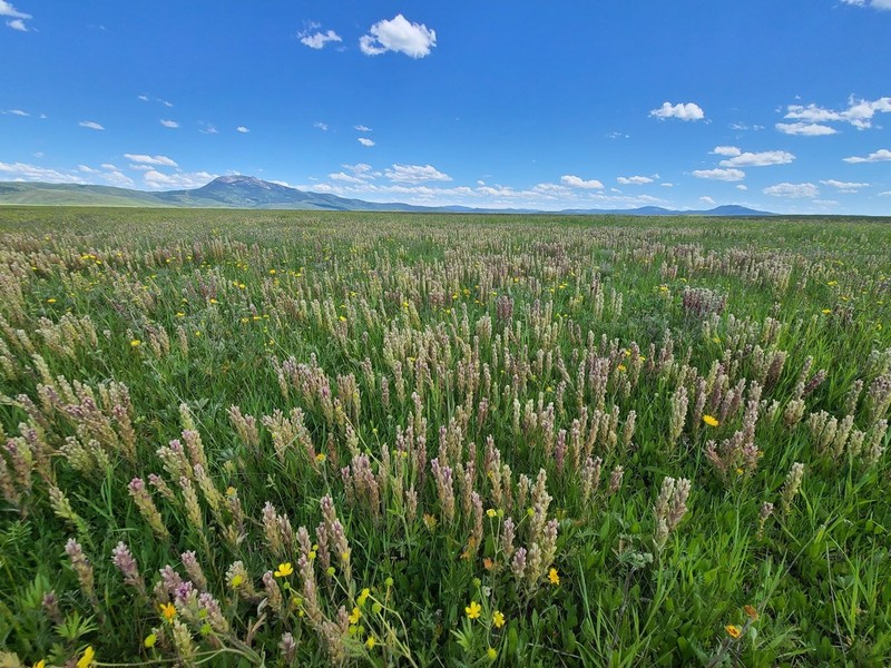 Cusick's Indian Paintbrush photo 3