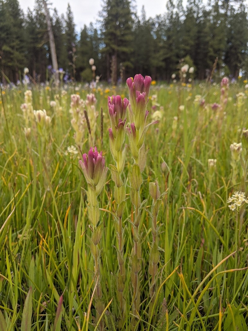 Cusick's Indian Paintbrush photo 4