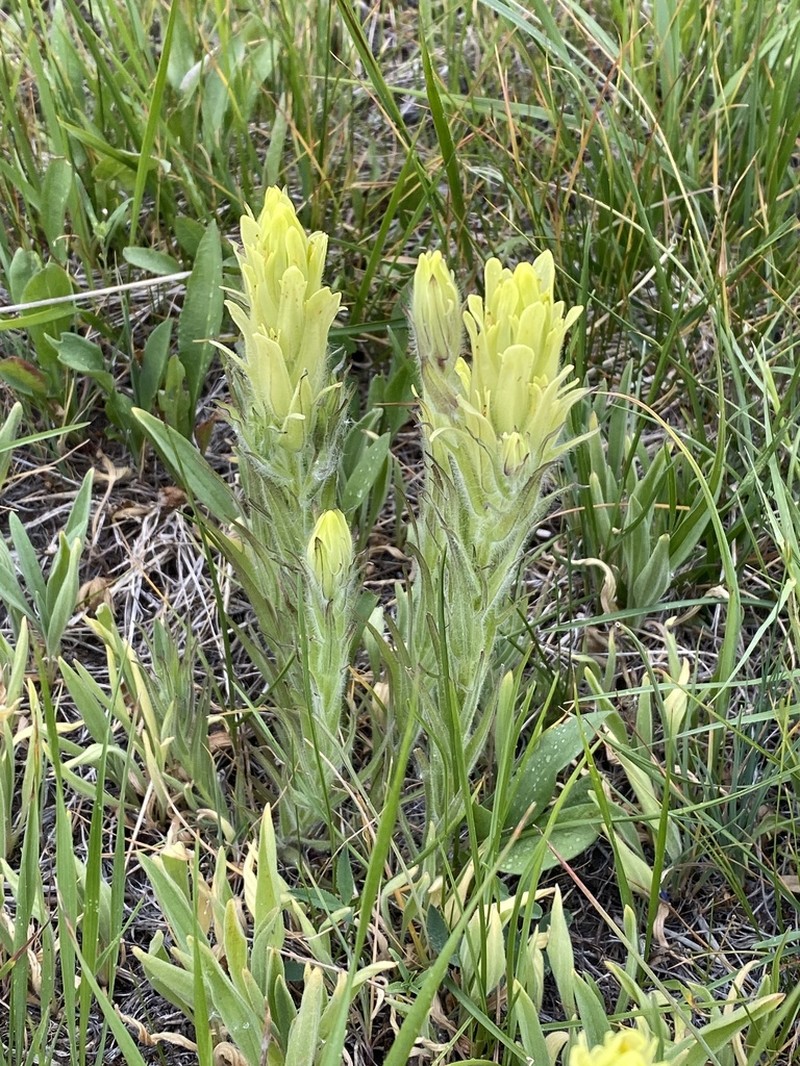 Cusick's Indian Paintbrush photo 5