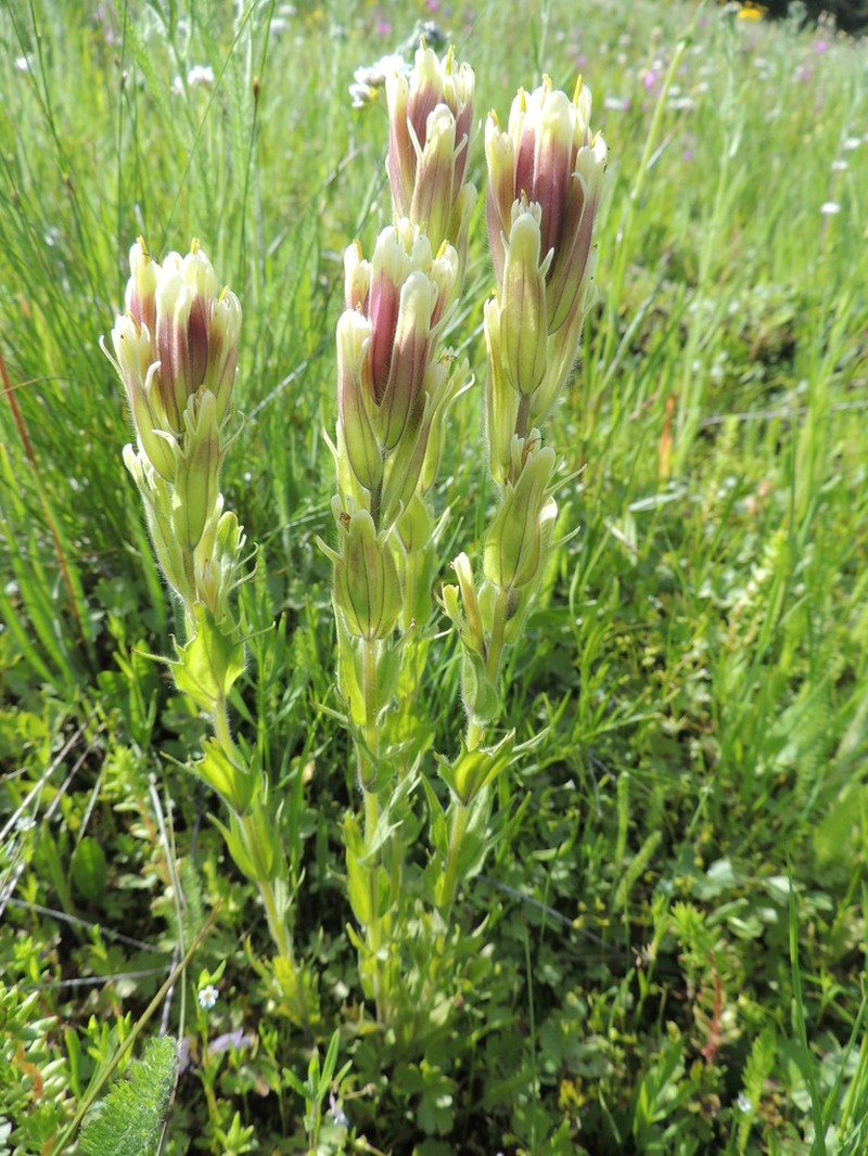 Cusick's Indian Paintbrush photo 6