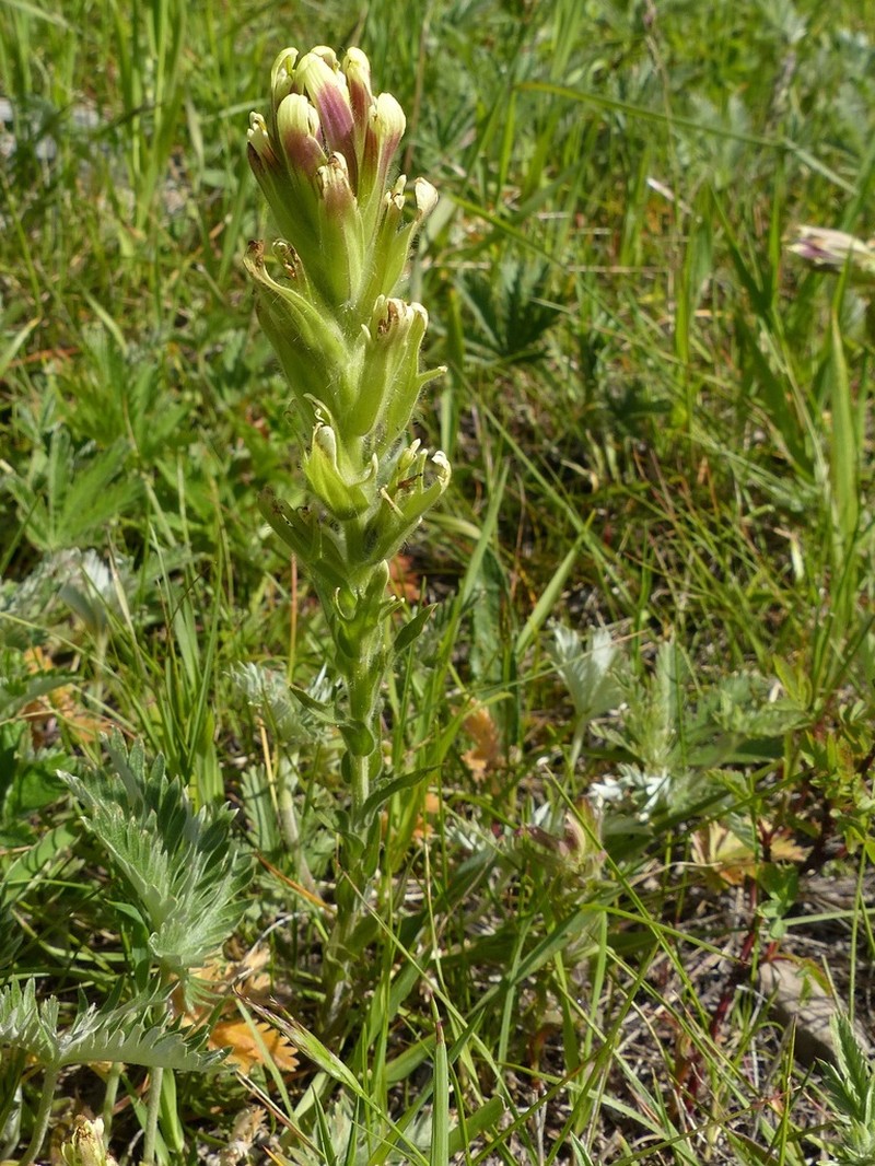 Cusick's Indian Paintbrush photo 7
