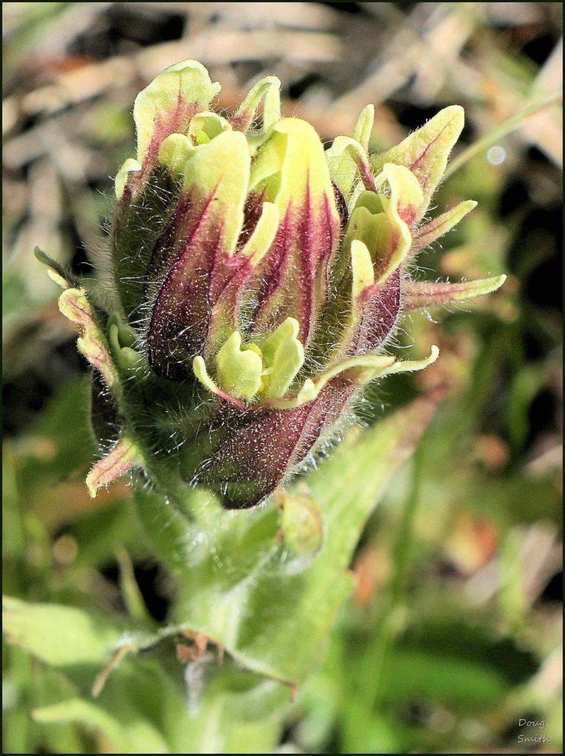 Cusick's Indian Paintbrush photo 8