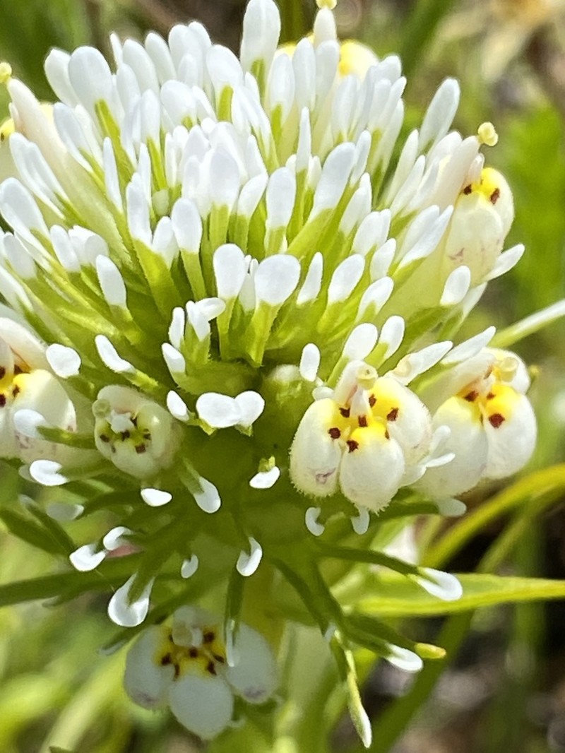Denseflower Indian Paintbrush photo 4