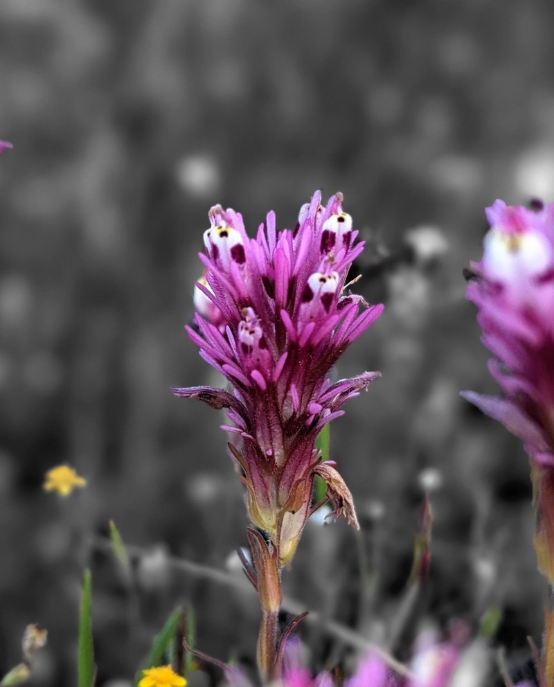 Denseflower Indian Paintbrush photo 5