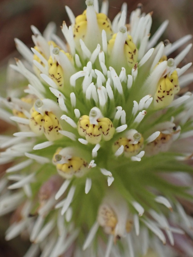 Denseflower Indian Paintbrush photo 6
