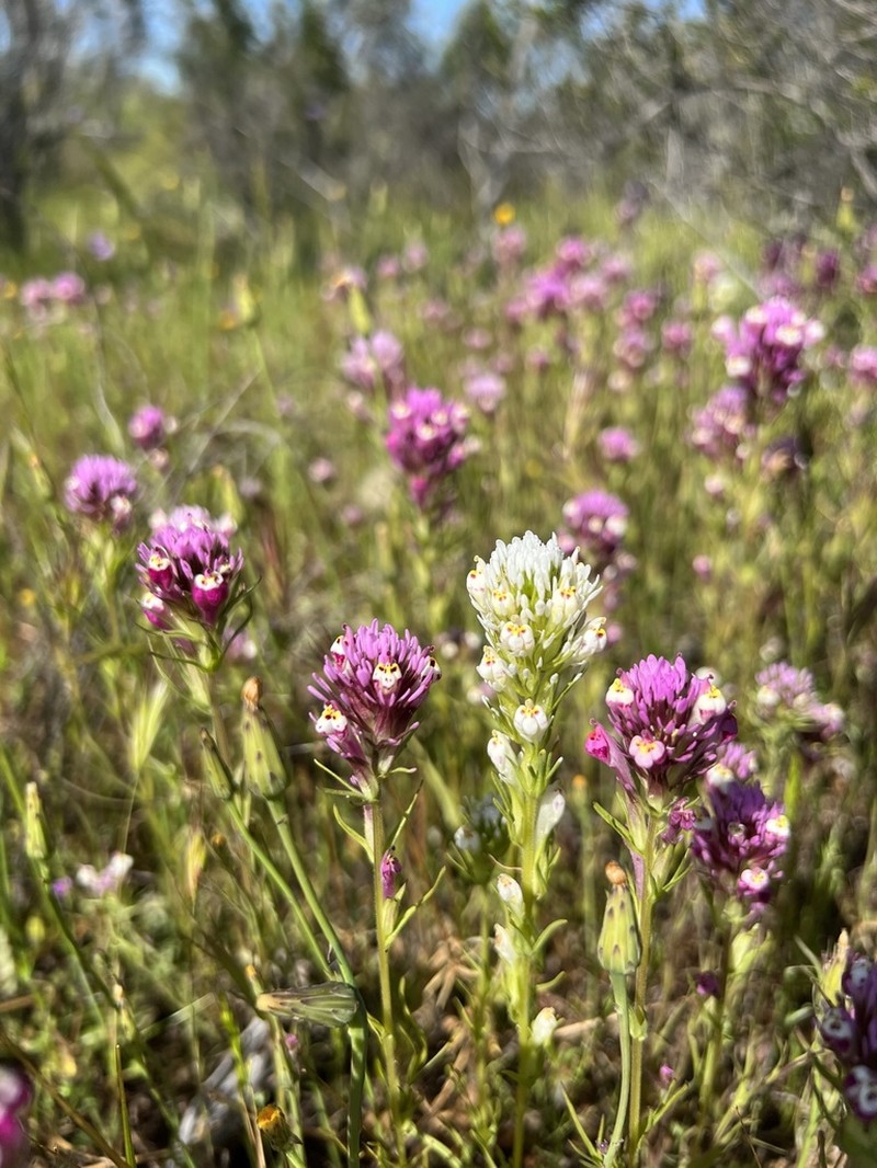 Denseflower Indian Paintbrush photo 7