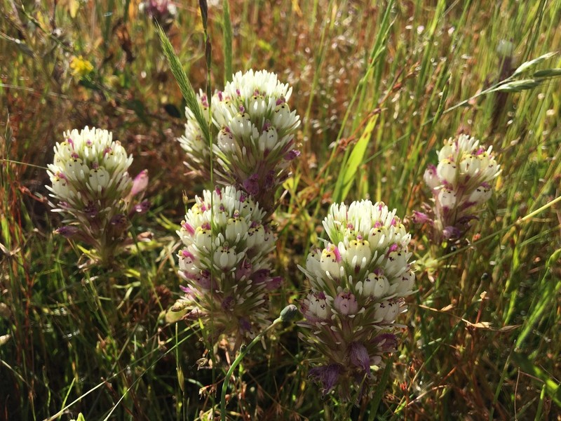 Denseflower Indian Paintbrush photo 8