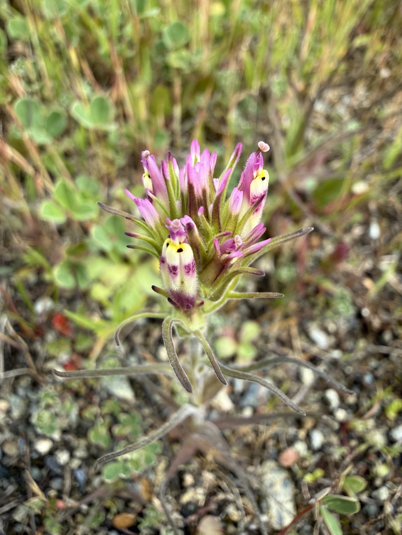 Castilleja densiflora var. densiflora
