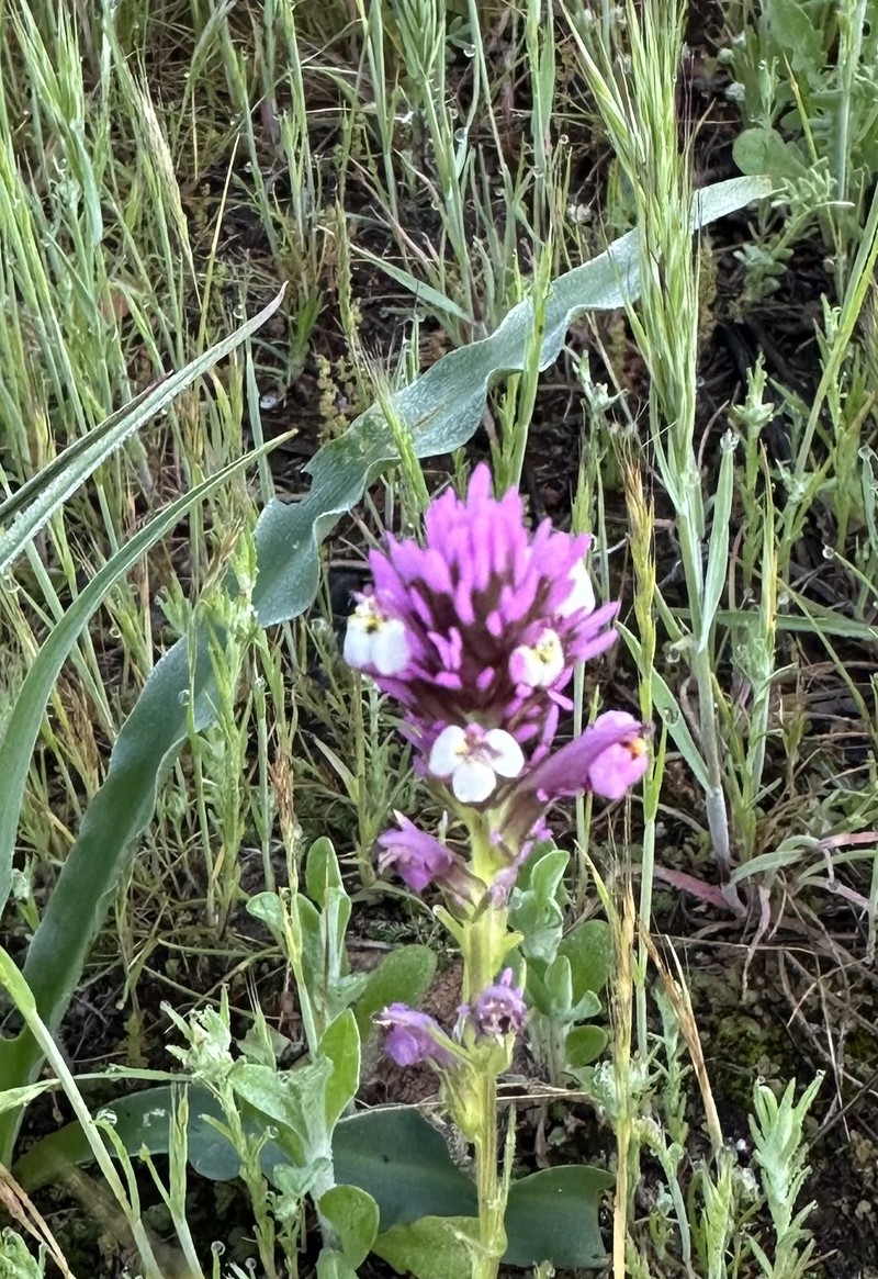 Castilleja densiflora var. densiflora photo 2