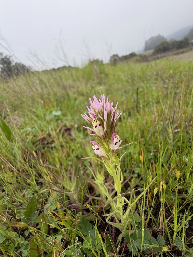 Castilleja densiflora var. densiflora photo 3
