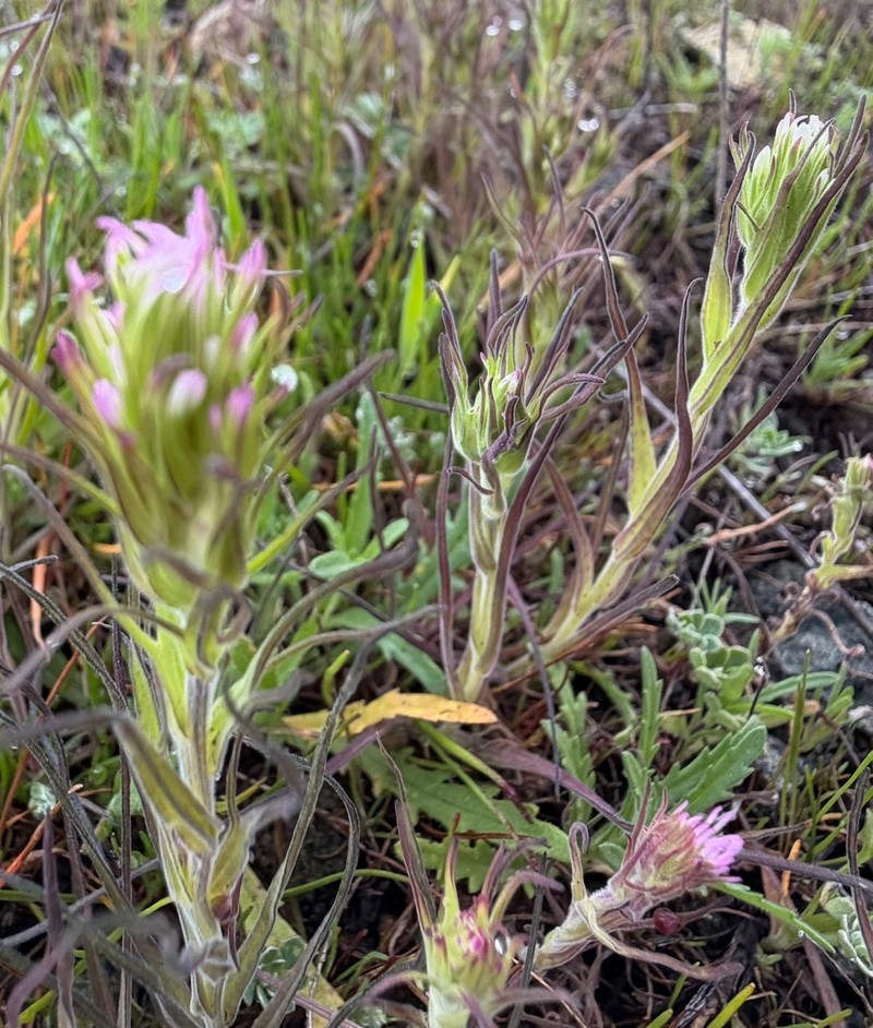 Castilleja densiflora var. densiflora photo 4