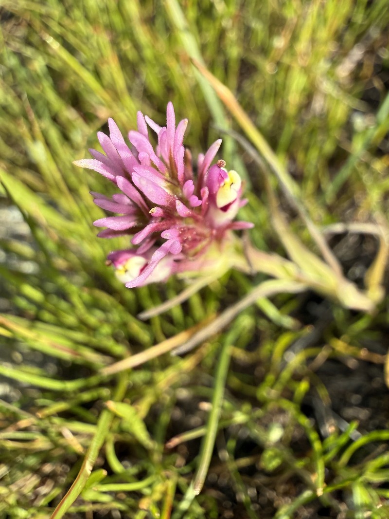 Castilleja densiflora var. densiflora photo 5