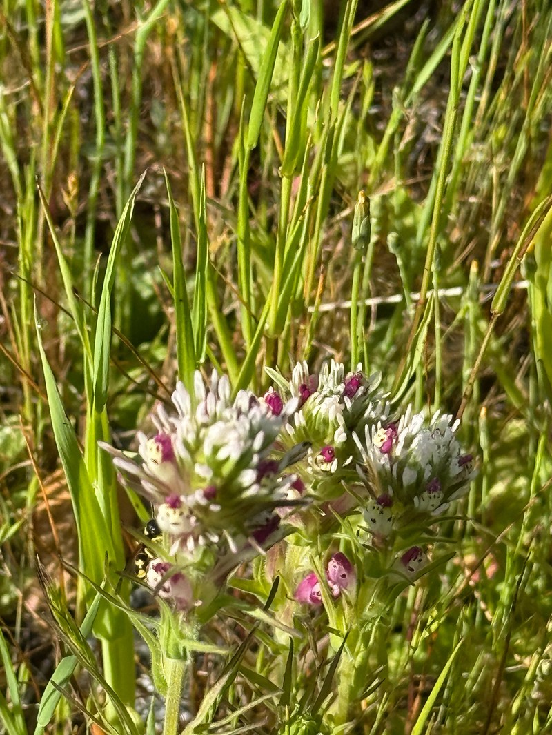 Castilleja densiflora var. densiflora photo 6