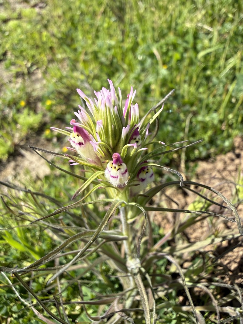 Castilleja densiflora var. densiflora photo 7