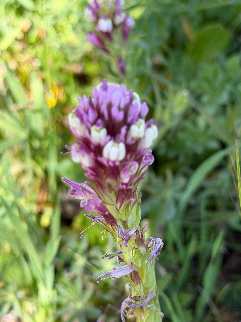 Castilleja densiflora var. densiflora photo 8