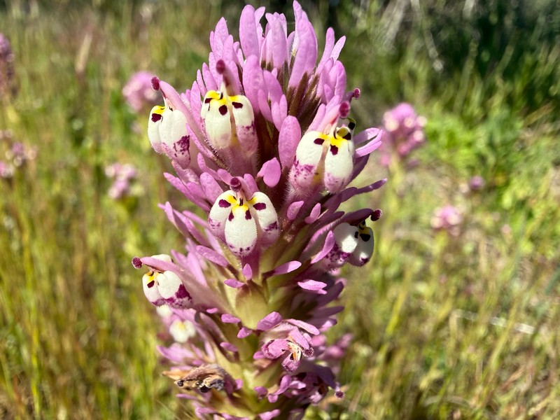 Castilleja densiflora var. gracilis